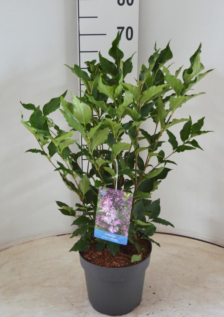 Billede af Syringa patula Miss Kim P21 (4 Ltr)