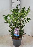Syringa patula Miss Kim