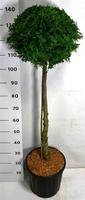 Thuja occ. Brabant
