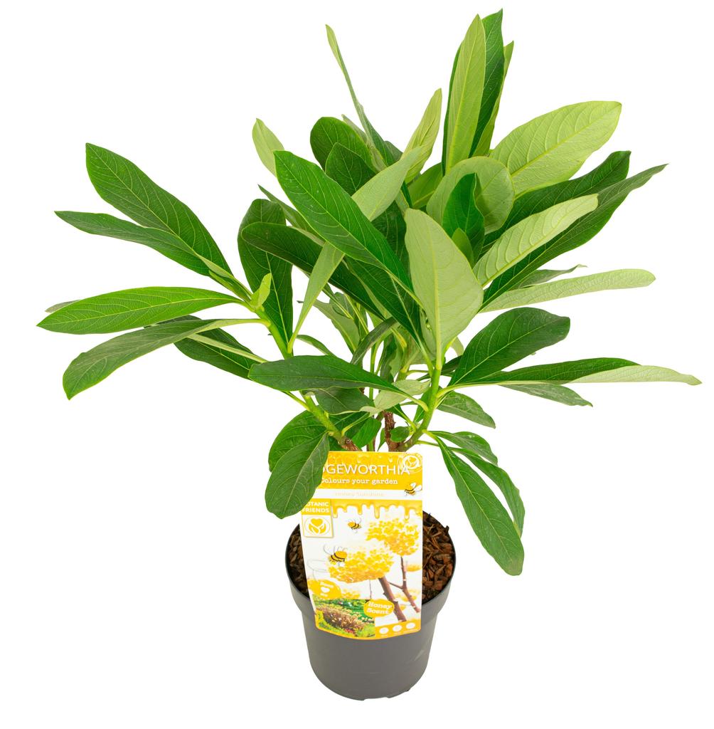 Picture of Edgeworthia chrysantha Honey Sunshine P19 (3 Ltr)