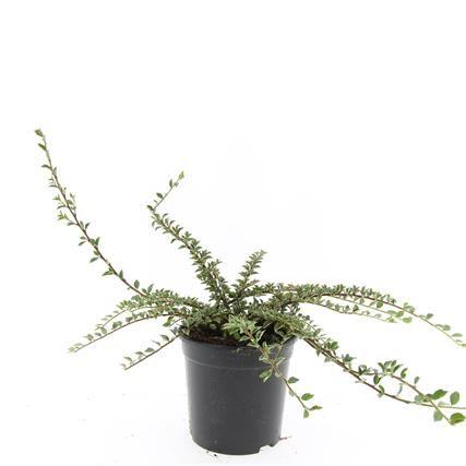 Picture of Cotoneaster atrop. Variegatus P14