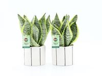 Sansevieria Futura Superba in Banksy ceramic