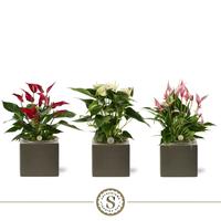 Anthurium in varieties in Belicia Dark Grey ceramic