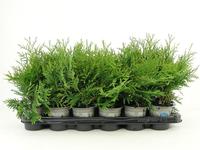 Thuja occ. Woodwardii