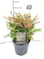 Nandina d. Gulf Stream