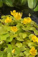 Lysimachia nummularia Aurea