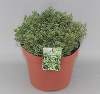 Hebe pin. Sutherlandii