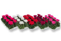 Cyclamen-mixed shelf
