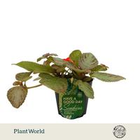 Episcia cupreata Tierra Plata