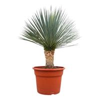 Yucca rostrata Blue Swan