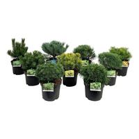 Coniferen in varieties