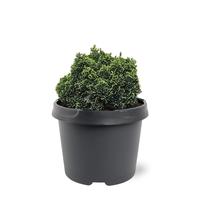 Chamaecyparis obt. Elf