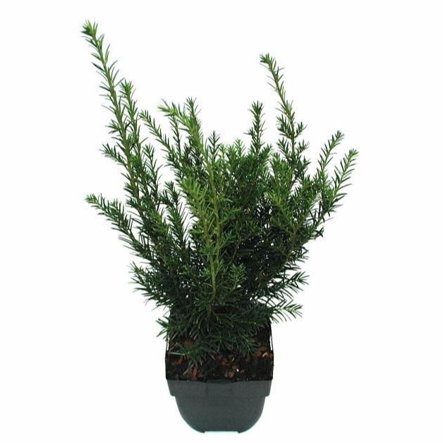Billede af Taxus media Groenland P17 (2 Ltr) Square