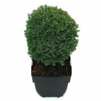 Thuja occ. Teddy