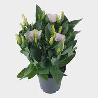 Lisianthus Bolero Ivory
