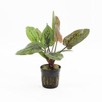 Echinodorus chocolate marble