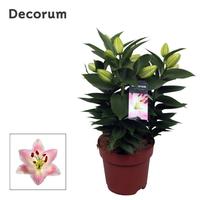 Lilium oriental Rascal Souvenir 3PP
