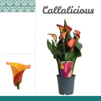 Zantedeschia Orange