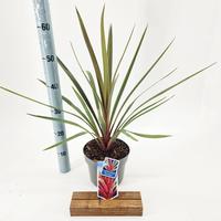 Cordyline aus. Red Heart