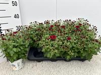 Chrysant Gardenmum red