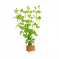 Lysimachia nummularia BUNDEL 5cm Tray 10 × 60 £ 1.25 (Tray) £ 1.23 Shelf £ 1.22 Trolley Tray £ 1.25 × 10 (0.3%)