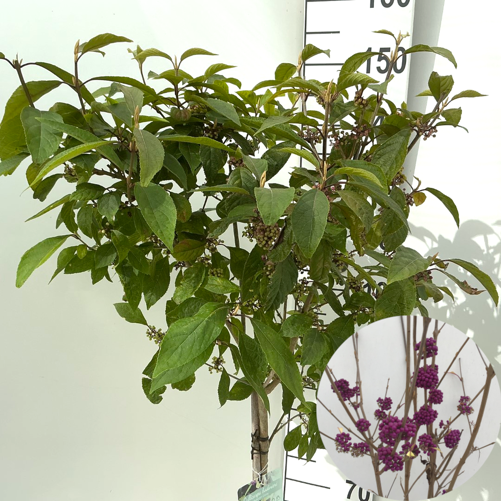Picture of Callicarpa bodinieri Autumn Glory P26 (7.5 Ltr) 90/STD
