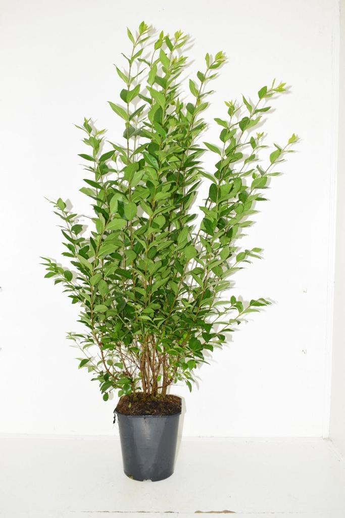 Picture of Ligustrum ovalifolium P19 (3 Ltr) 70-80CM