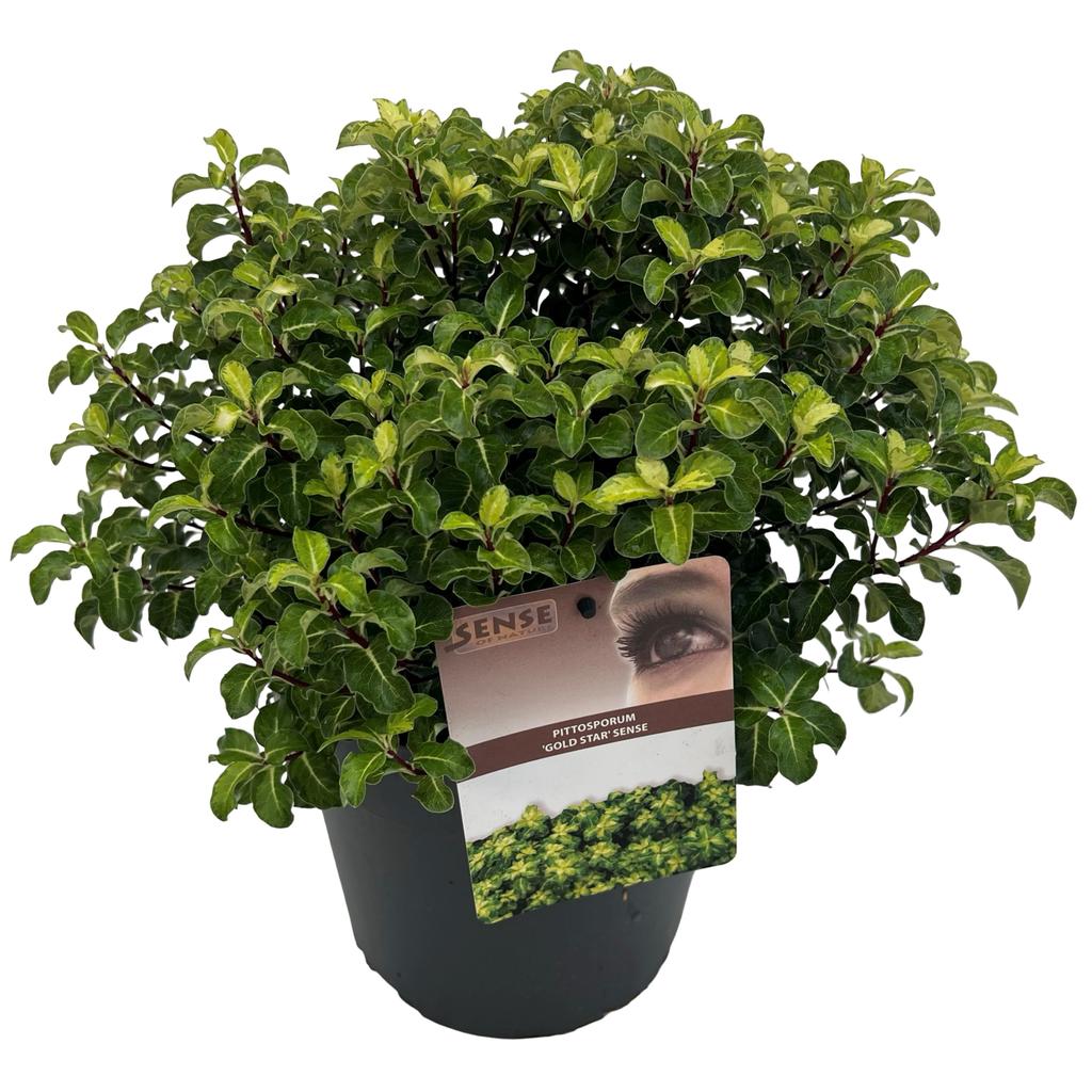 Picture of Pittosporum ten. Gold Star sense P23 (5 Ltr)