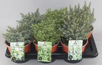 Hebe in 3 blue varieties