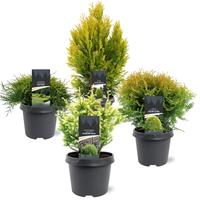 Conifers in yellow varieties