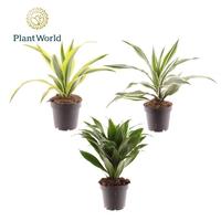 Dracaena Fragrans in varieties