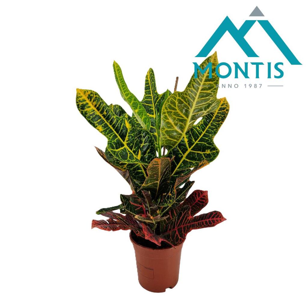 Afbeeldingen van Codiaeum variegatum Excellent P17 (2 Ltr) 60CM