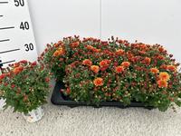 Chrysant Gardenmum orange