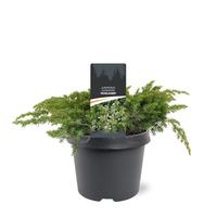 Juniperus con. Schlager