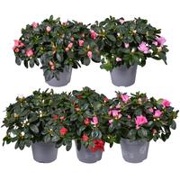 Rhododendron simsii (Azalea) Vogel in varieties