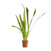 Vallisneria giganthea