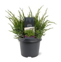 Juniperus pfit. Mint Julep