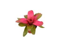 Neoregelia Scandor
