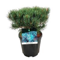 Pinus sylv. Watereri