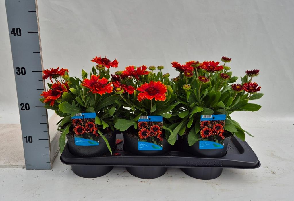 Picture of Gaillardia aristata Spintop Yellow Touch P17 (2 Ltr)