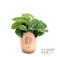 Calathea Green