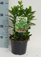 Euonymus japonicus