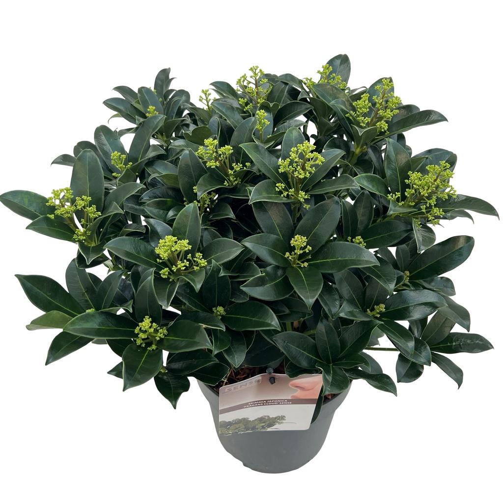 Bild von Skimmia jap. Fragans Cloud P23 (5 Ltr)