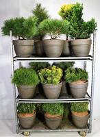 Coniferen in varieties