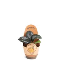 Ficus elastica ´Sofia´