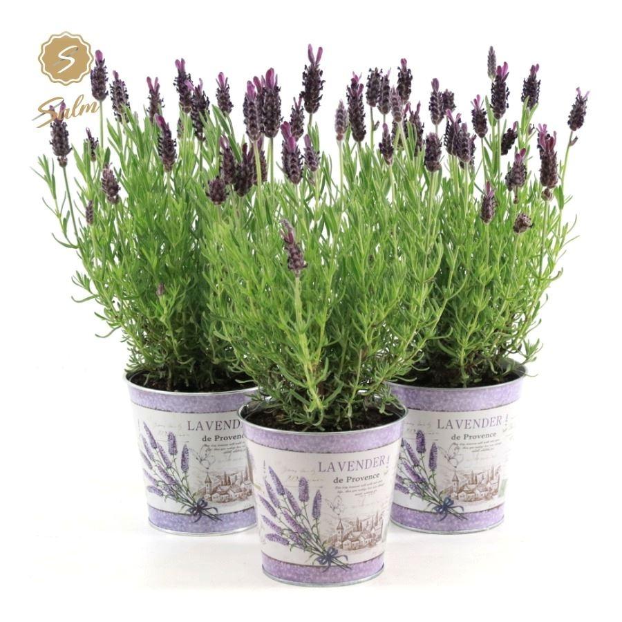 Picture of Lavandula st. Anouk Collection in Zinc Lavender P12 ZINC