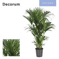 Howea forsteriana 150cm (Kentia)