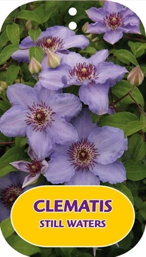 Picture of Clematis Still Waters P15 (2 Ltr/high) 80/100