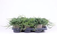Juniperus hor. Wiltonii
