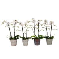 Phalaenopsis hybrid Multiflora White in BGC965 ceramic